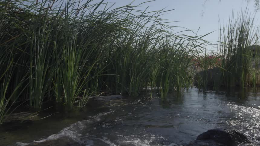 Calm river flowing through tall reeds of grass on a clear day