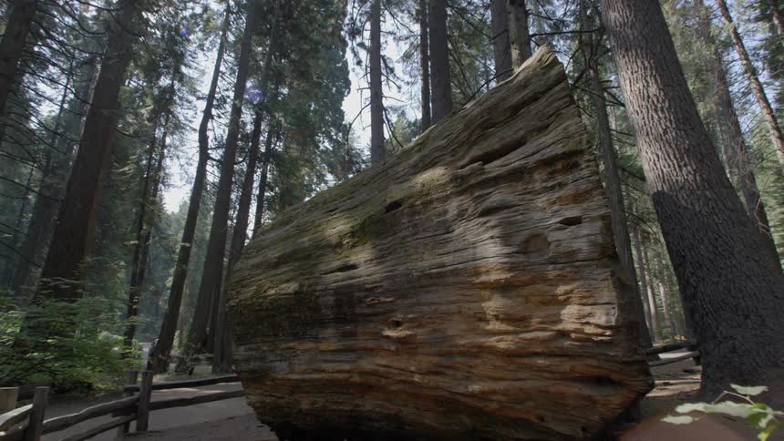A huge tree or log is laying sideways in a forest or woods