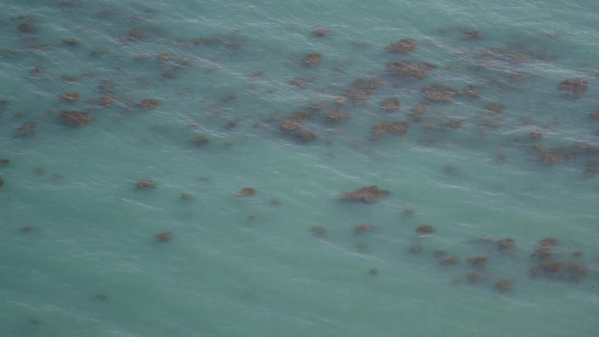 Aerial view of clear water that has moss floating on it