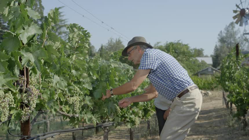 Two people examine some grapes in a vineyard