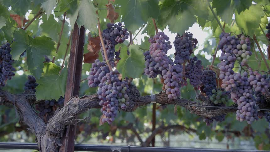 Purple grapes hanging off the vine