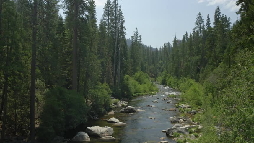 A stream flowing through the forest on a sunny day