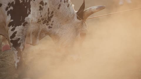 Cattle tied with a rope