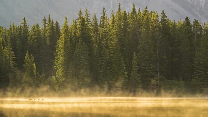 Landscape of a calm lake with a coniferous forest in the background and the day dawning