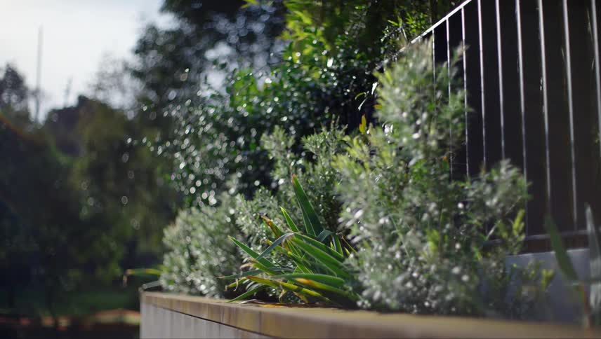 Several plants sit atop a wall