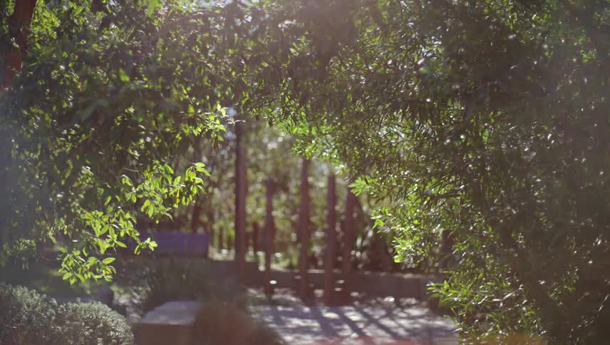 Sunlight filters through a dense canopy of leaves on a park
