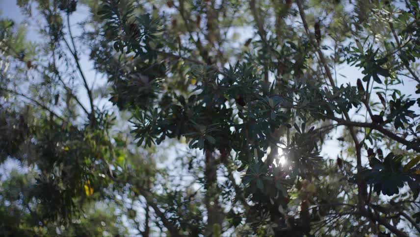 The sun shines in through the trees