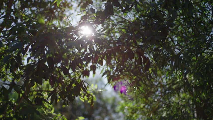 Upward view of tree branches with green leaves and the reflection of the sun