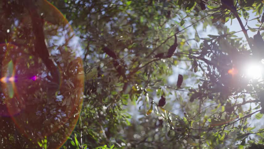 Low angle close up view of sunlit leaves and branches of a tree