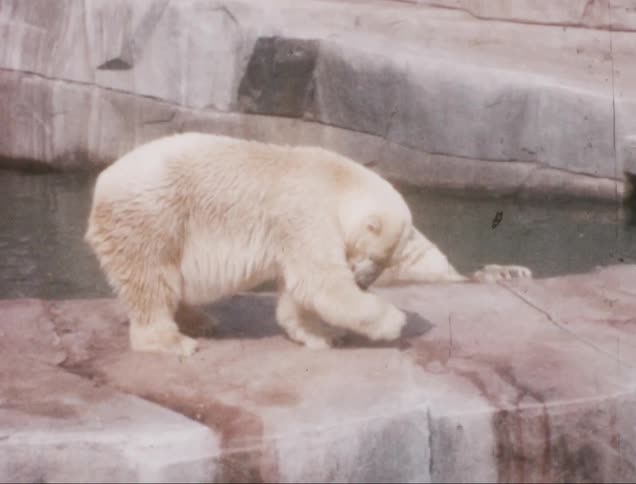 Polar bear on a rock in a zoo by a lake