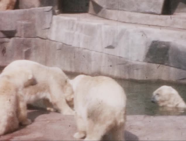 Polar bears in an environment of a rock zoo and a water area