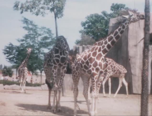 A group of giraffes stand in a zoo enclosure captured on vintage film