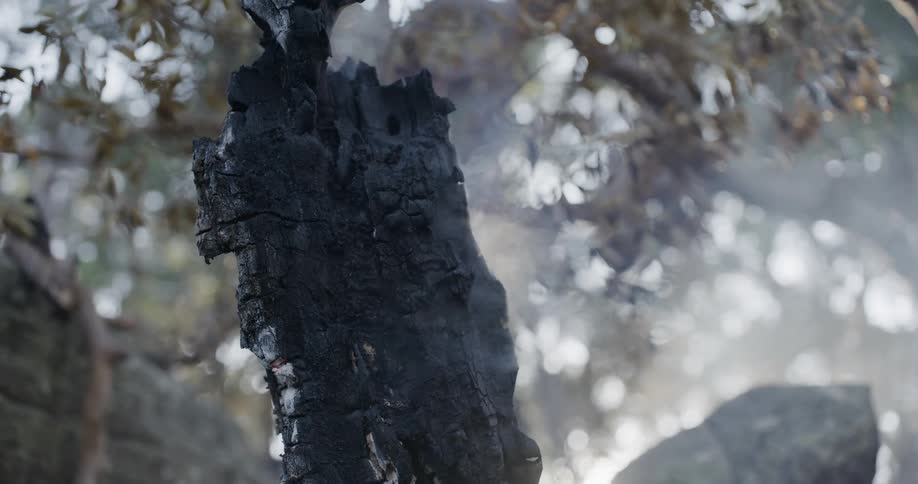 A burnt and still smoking tree trunk