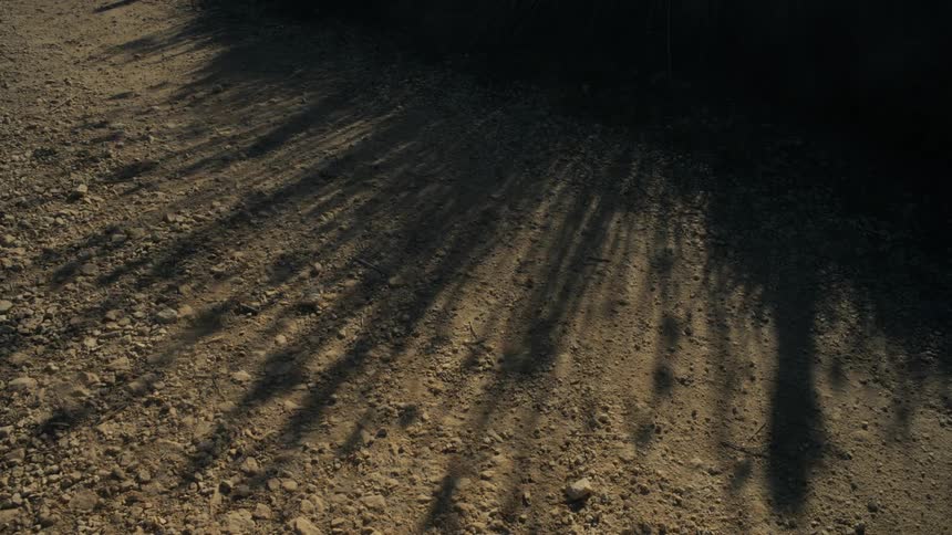 The shadow of reeds blowing in the wind