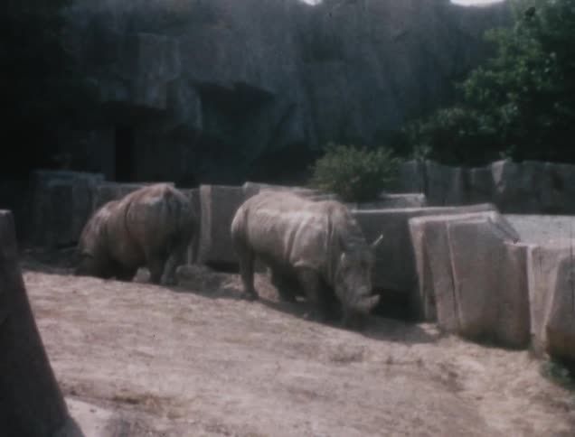 Two large rhinoceroses walk along a zoo enclosure captured on vintage film