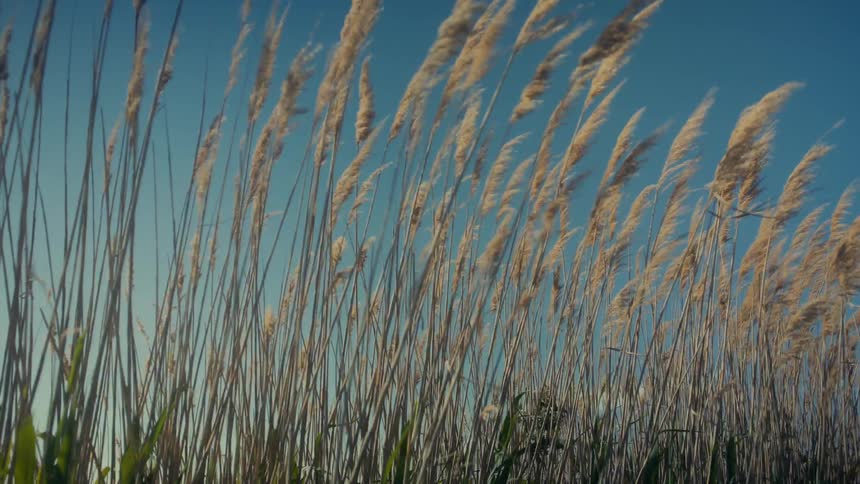 A bunch of reeds blowing in the wind