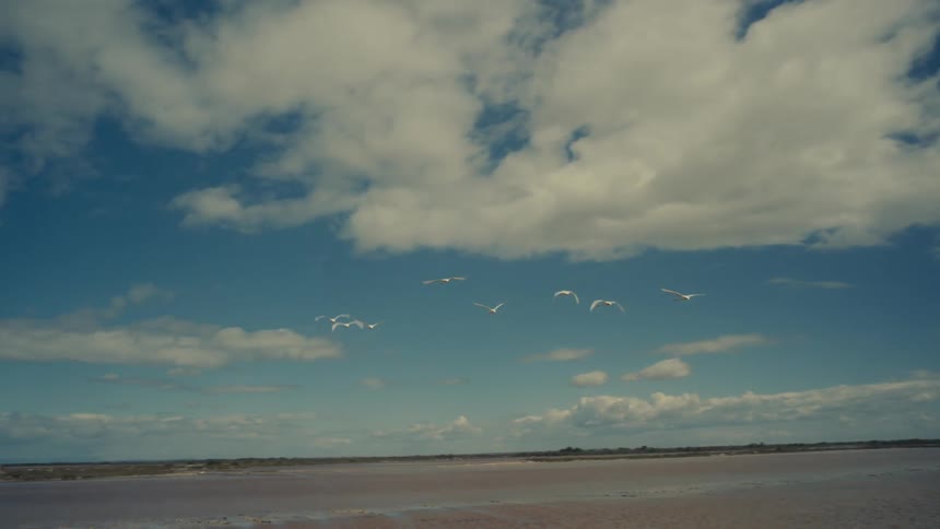 White birds flying against a blue sky with clouds