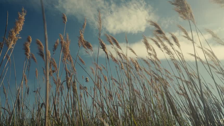 Reed high field swinging in the wind under a blue sky with some clouds
