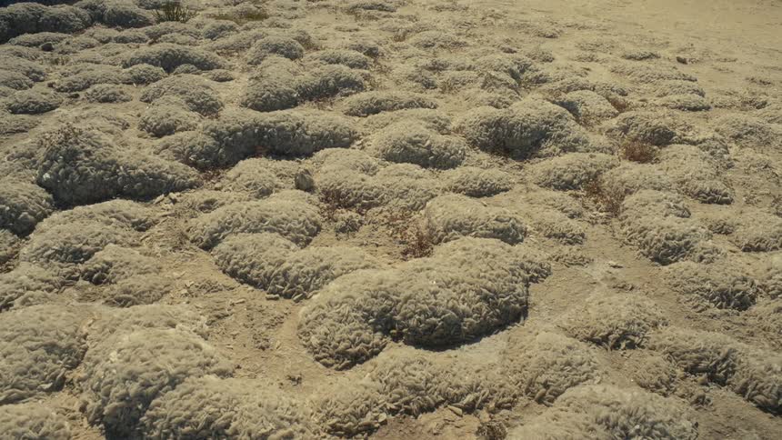 Arid landscape with rounded salt formations covered by a whitish layer of minerals
