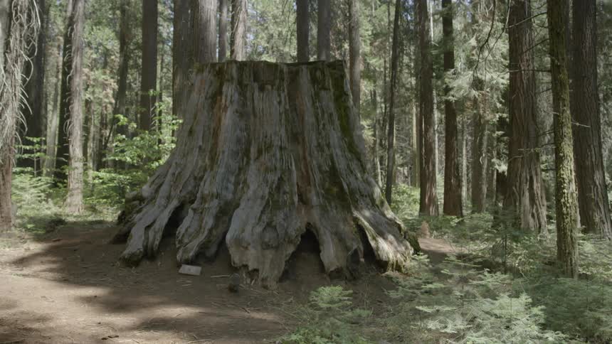 Extremely large tree trunk in the middle of a forest