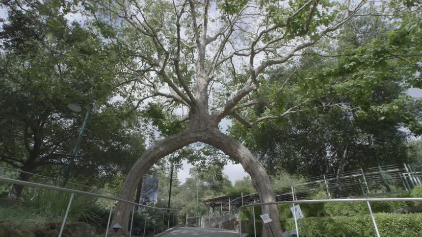 A tree's trunk is split so that it arches over a walkway
