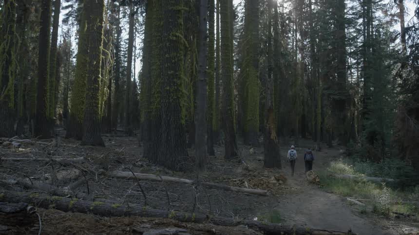 Two people hike uphill into the forest