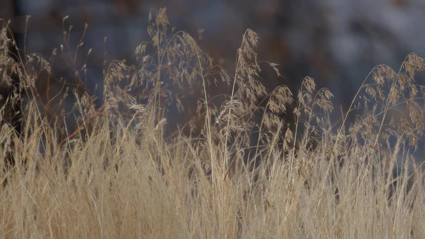 Tall, brown grasses are swaying in the breeze during the day