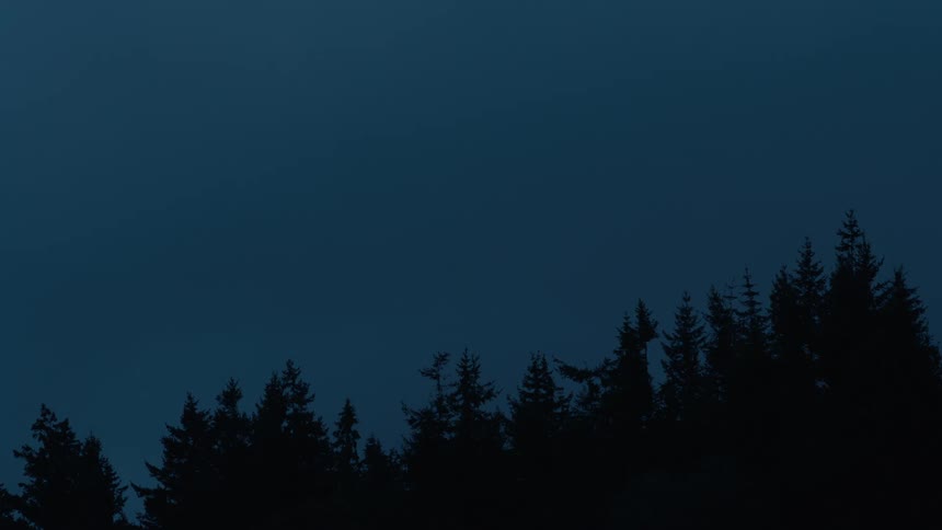 Silhouette of conifers against a dark sky