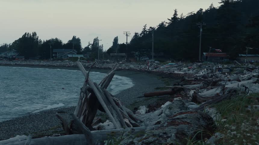 Beach with many wooden logs scattered along the coast