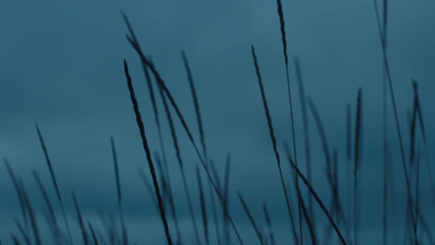 Dark moody shot of tall grass swaying in the wind against against the cloudy sky