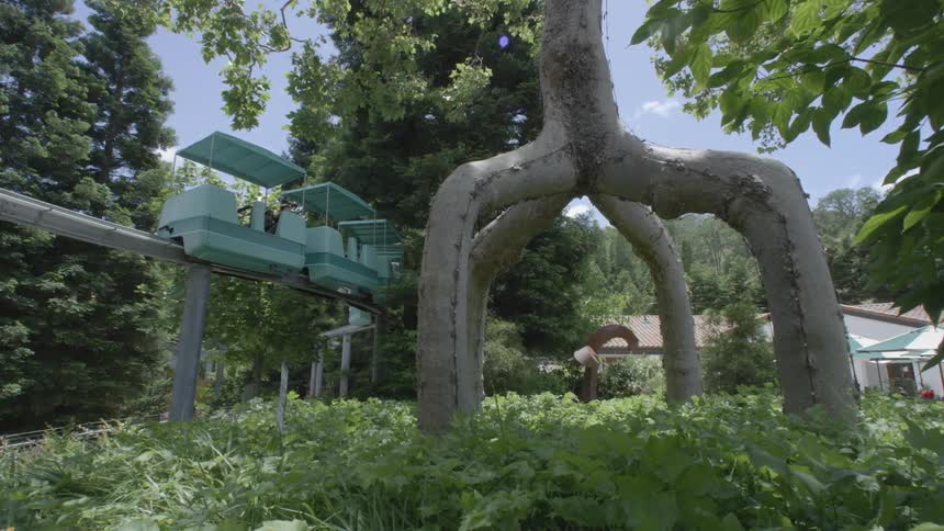 An elevated tram is moving past a tree with an odd trunk