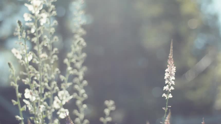 Tall pink flowers stand out against a background of white blurry trees