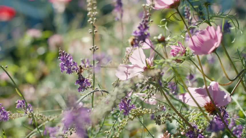 Bees swarm and crawl over flowers growing in nature
