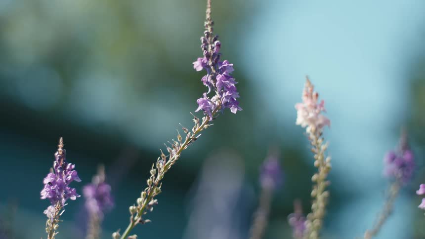 Small thorny purple flowers waving with the wind