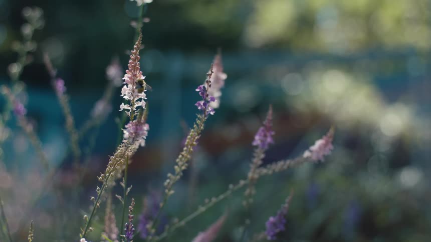 A lone bee dines on nectar from a delicate purple flower its tiny form dwarfed by the surrounding greenery