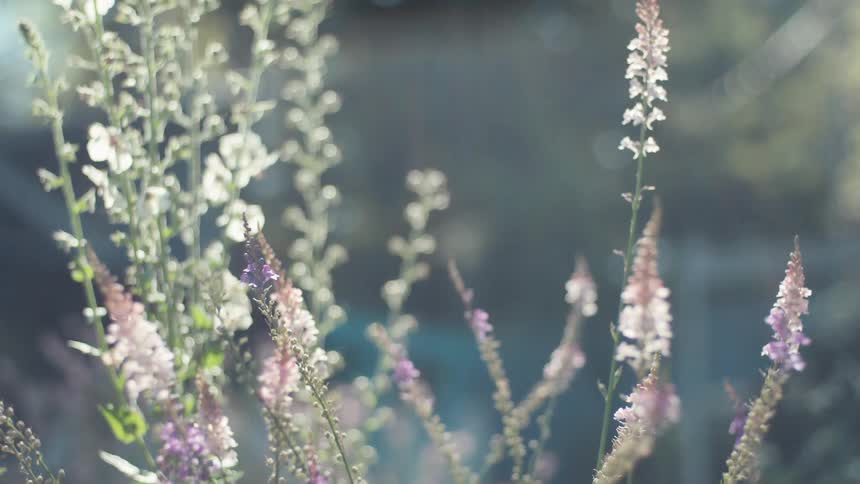 A field of delicate purple and white flowers swaying gently in the sunlight
