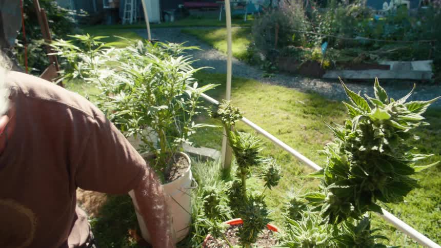 A grayhaired man with glasses is using a small pair of scissors to trim the leaves of a small plant