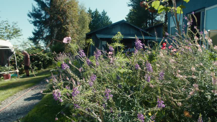 Bees gather pollen from a flowering plant in the garden while an elderly gardener waters plants in the background on a summer day