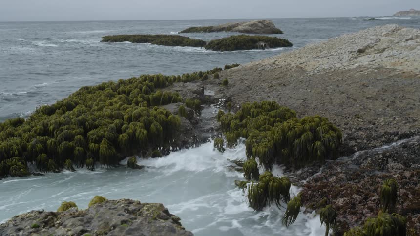 A view of a coast with trees lining it and water coming inwards toward it