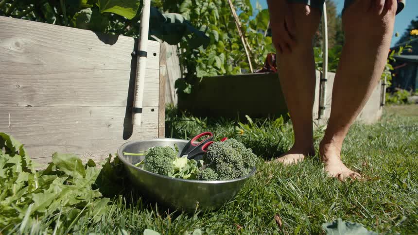 Man harvesting broccoli from his garden into a metal bowl