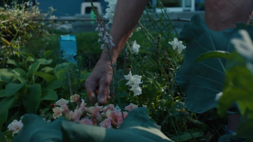 Elderly woman picking leaves from a pink flower in the backyard