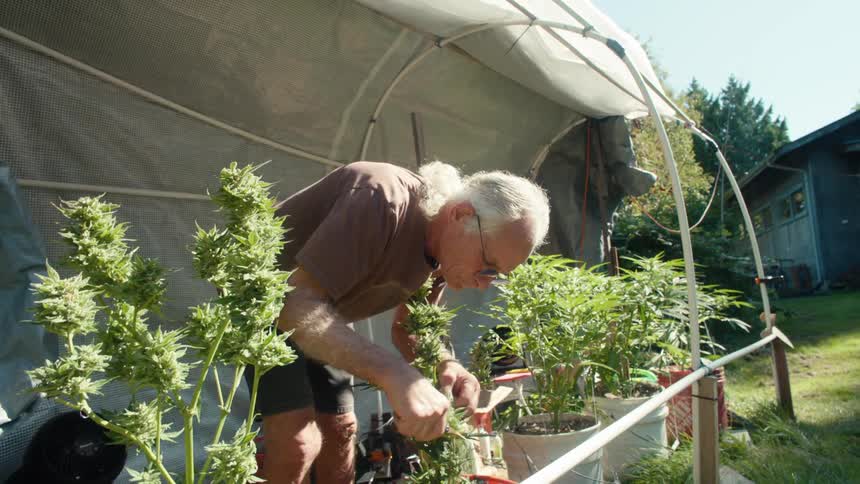 A clip of a man catering for the flower