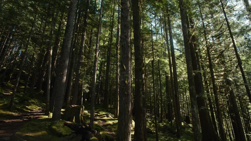 Sunlight filters through the dense canopy of tall trees in a mossy forest