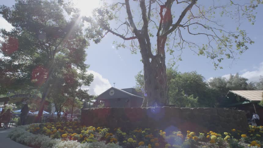 A tree with an artistically worked trunk stands outside a building