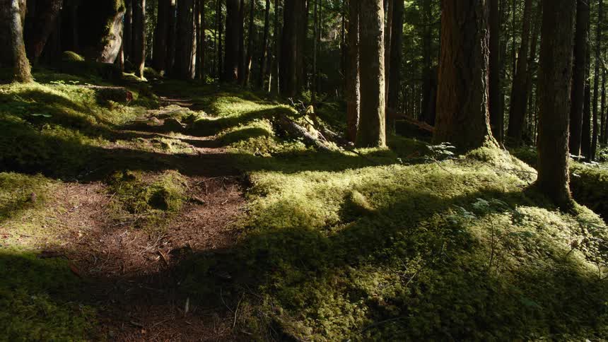 A trail in an evergreen forest on a sunny day