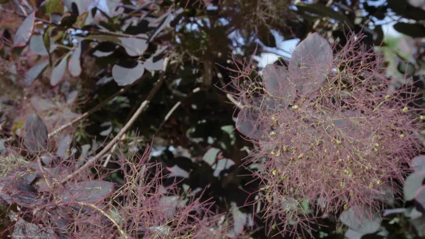 Purple flowers are on the edge of this bush