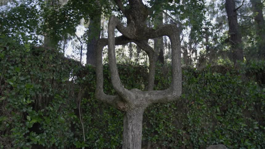 Part of the trunk of a tree is shaped like a cube