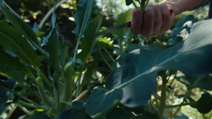 An elderly woman tenderly tends to a vibrant green plant in a garden