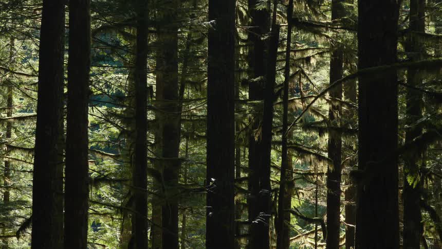 Tall green trees in a forest in daylight