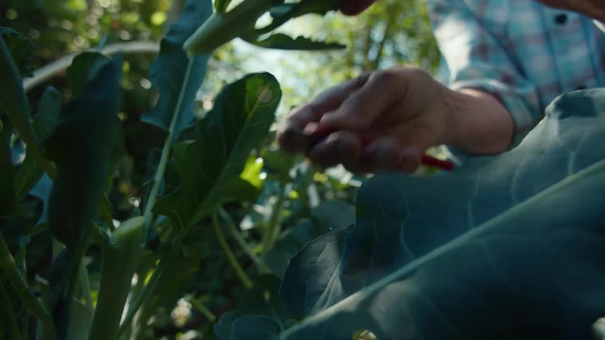 Elderly lady in a backyard with a knife harvesting broccoli